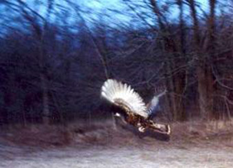 This is a photo of a radio-tagged wild turkey being released.