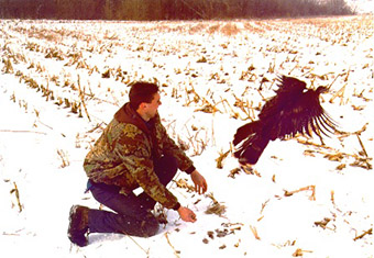 Researcher releasing a wild turkey.