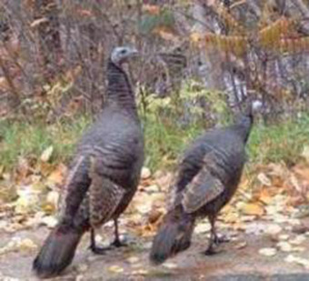 This is a photo of two wild turkeys.