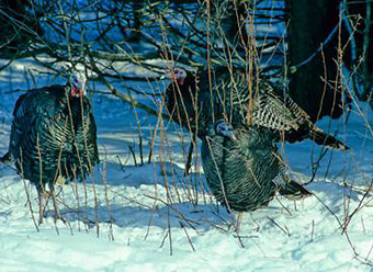 This photo shows three turkeys standing in the snow.