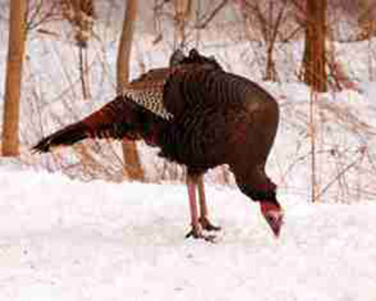 This is a photo of a wild turkey standing over snow covered low level shrubs.