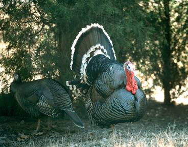 This image shows a male and female turkey under the shade of a tree.