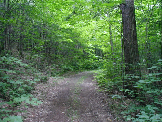 View of cottage road that originates from Northshore Road leading to a private camp.