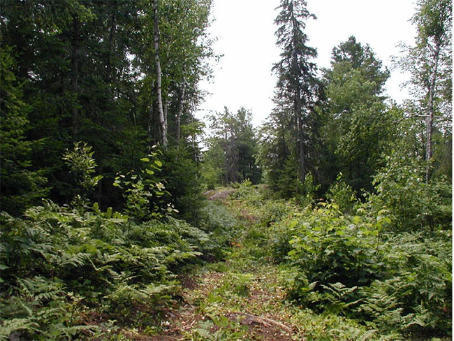 Additional view of OFSC Club Trail WN 403 located inside Field Township Conservation Reserve