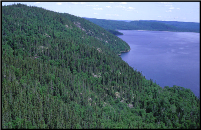 Figure 3: One of the many hills in the Fishnet Lake Conservation Reserve. Photograph by Allan Harris.