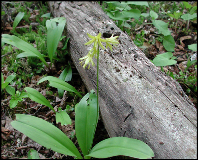 Figure 7: Blue-bead lily, Fishnet Lake Conservation Reserve. Photograph by Charles Faust.