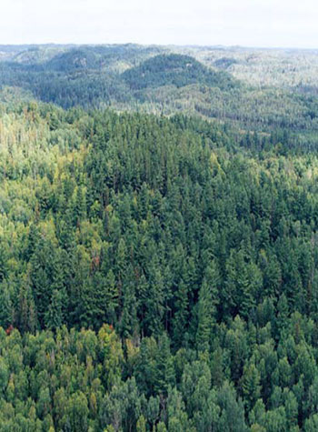 This photo shows an above view of the forest. Mature white pines stand with maple and white birch mix in the center of site. 