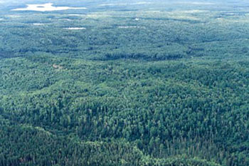This photo shows the imag eof trees from the above, Black spruce along creek, white pine and soft maple mixture on top of ridge and mix of poplar, cedar and pine between the creek and the ridge.