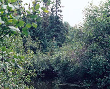 This photo shows the imag eof trees, Alder, black and white spruce along flat creek.