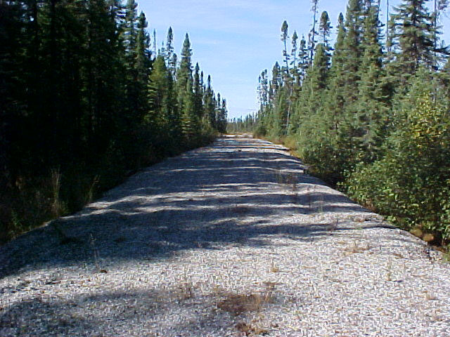 This photo shows a road which is built by ontario hydro for tower repairs and the trees beside the road.