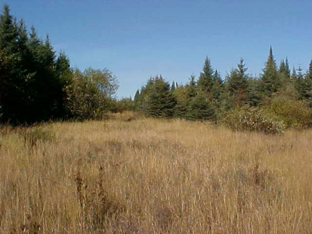 Thi sphoto taken by Jennifer Telford in 2004 shows the plantation of white spruce along highway 634.