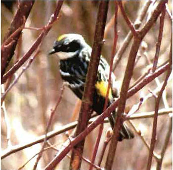 This photo shows a yellow-rumped warbler in alder thicket sitting on a tree branch.