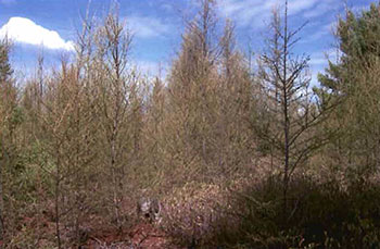 this photo shows trees in Budding Tamarack.