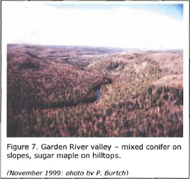 Photograph of Garden River Valley mixed forest featuring mixed conifers and supar maple on hilltops