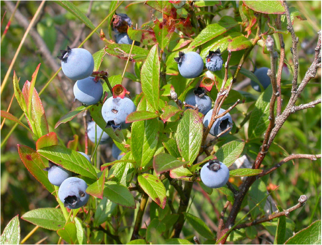 Up close photo of blueberries