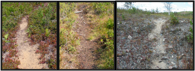 Images of three walking trails leading into Garson Forest Conservation Reserve
