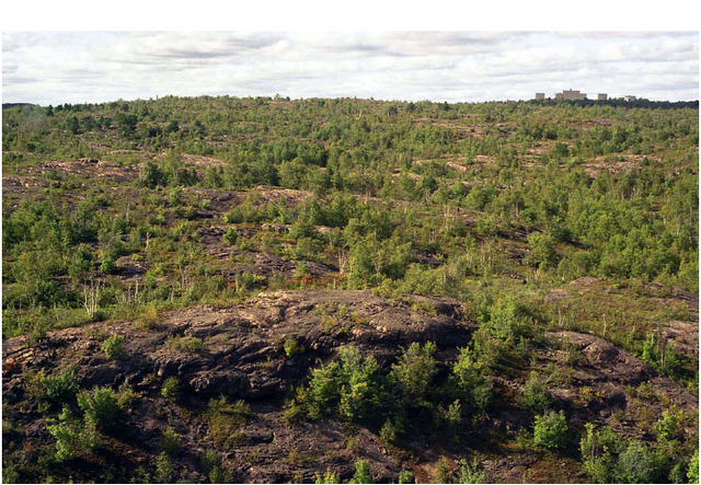 Photo of Garson Forest Conservation Reserve showing bedrock and birch trees