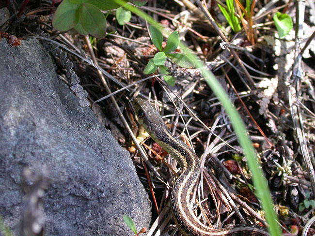Photo of a garter snake that was seen along the recreational trail from bear lake to whiskey lake