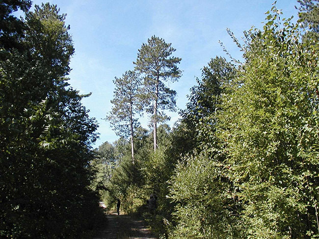 this photo shows the image of the trees, forested trail in the north of the conservation reserve