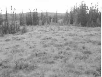 Photo of the trees, open bog east of powerlines.