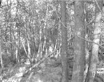 photo of the trees, mixed forest on beach ridge.