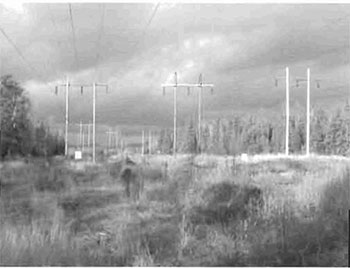 A photo of three transmission lines in hydro corridor.