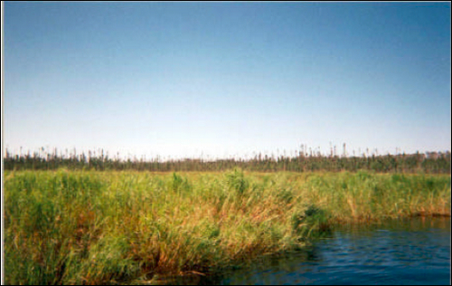 Photograph of fen taken from the river