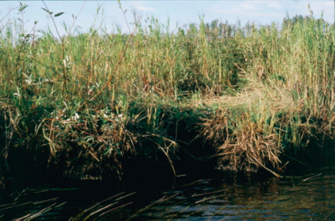 Photograph of wetlands along the Gulliver River channel undergoing erosion and deposition 
