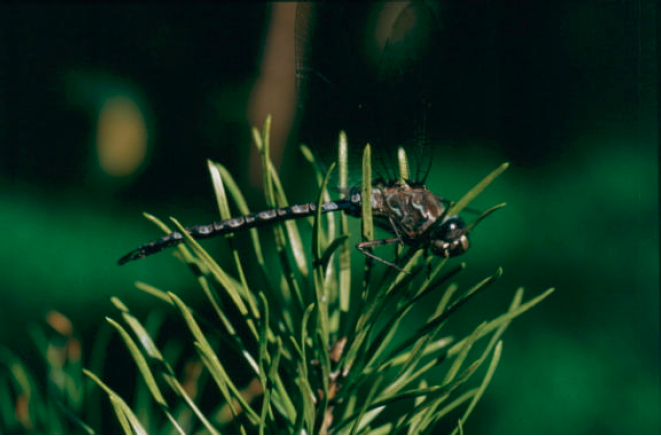 Photograph of the Zigzag darner, a provincially rare dragonfly in open fens within the Gulliver River Conservation Reserve 