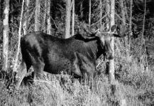 Photo of moose walking in forest