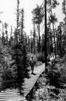 Photo of people walking along wooden boardwalk in forest