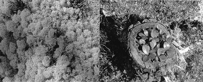 This is figure 2 illustration of the vegetation. Coral lichen is on the left and Wintergreen is on the right.