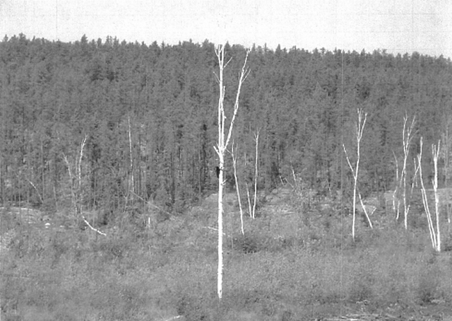 Photo of bear cub in birch tree