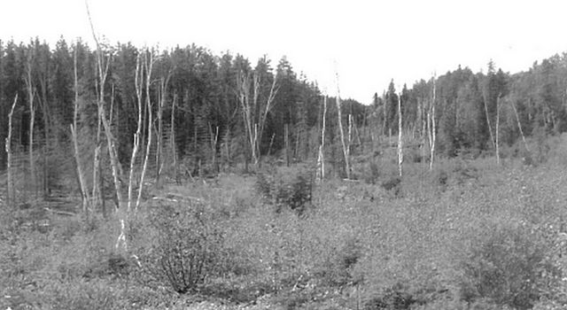 This photo shows a timber harvest area.