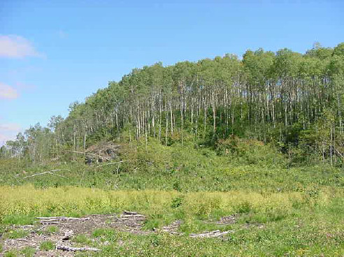 photo area that was harvested in the winter of 2001-2002 in brethour.
