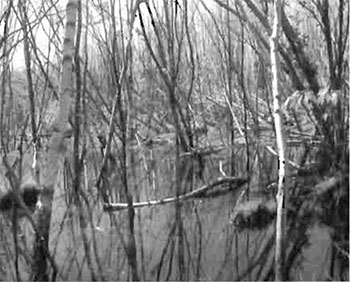 Thi sphoto shoes Beaver flooded area north of southeastern private parcel, east of semi-treed/treed bog.