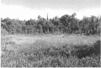 This photo shows the true bog located on northwestern portion of Ile Parisienne.