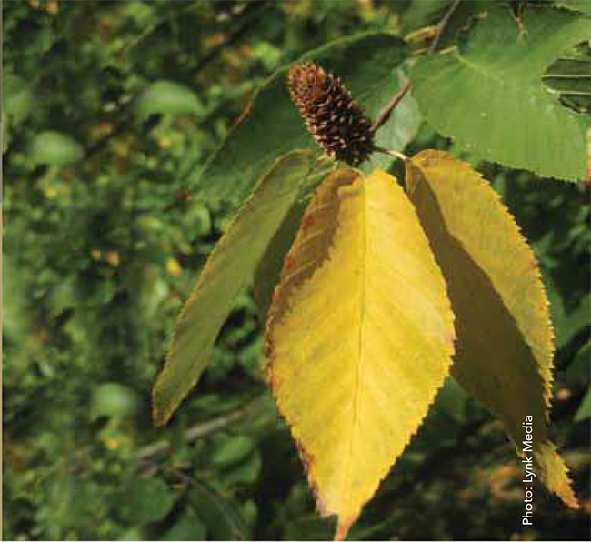 Photo de Bouleau flexible (spèces en péril)