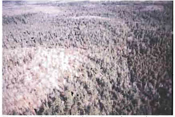 This photo shows a top view of White birch, white pine, white cedar dominated mixed stands.