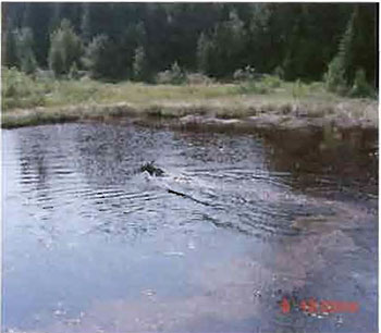 Photo shows a Bull moose swimming across wetland pond. there are trees at the background in the photo.