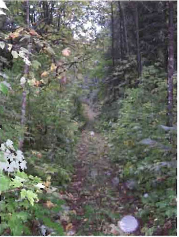 Photo of a road amonf the trees. Trail on old road along west boundary of conservation reserve.