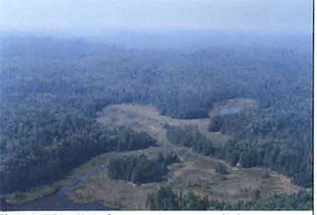 NE portion of conservation reserve looking westward. Wetland complex includes poor fen, moderately rich fen, mixed marsh and shore fen. Forest communities consist of white birch, sugar maple mixed stands (top of photo) and trembling aspen mixed stand (left of photo).
