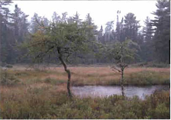 This photo shows Stunted larch trees in wetland.