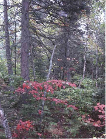 This photo shows Understory of mixed conifer stand, with shite spruce tree in upper left.