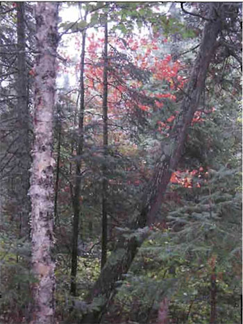 This photo shows White birch and cedar in a mixed conifer stand.