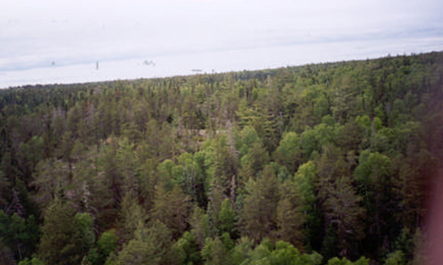 This is an aerial view of old growth red and white pine mixed forest.