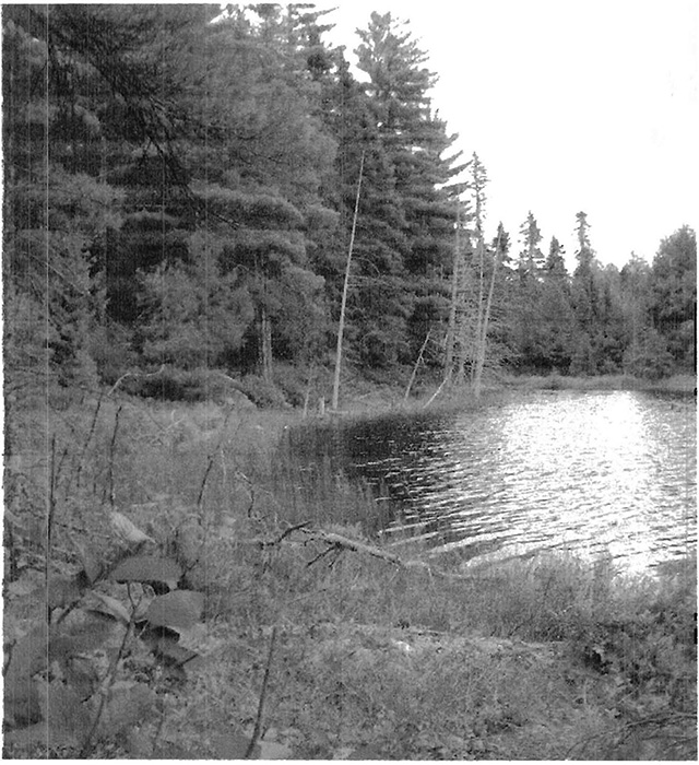 This photo displays in a forest setting the shoreline of a small unnamed lake within reserve.