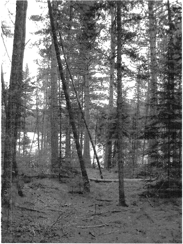 This photo displays in a forest setting red and white pine stand