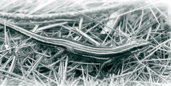 Photo shows Five-lined Skink – a Species at Risk.