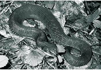 Photo shows Eastern Hog-nosed Snake – a Species at Risk.